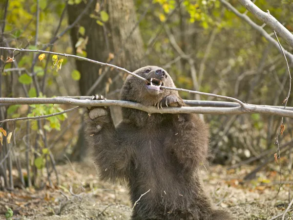 Braunbär — Stockfoto