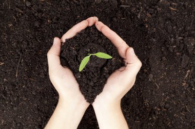 a hand holding a small plant clipart