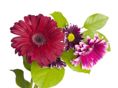 renkli gerbera daisies