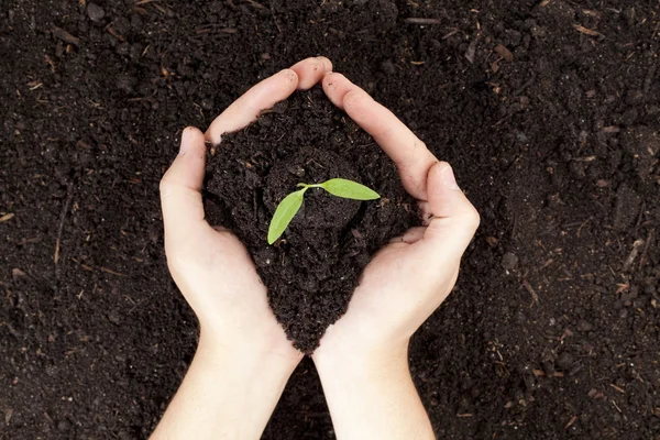 En hand som håller en liten planta — Stockfoto