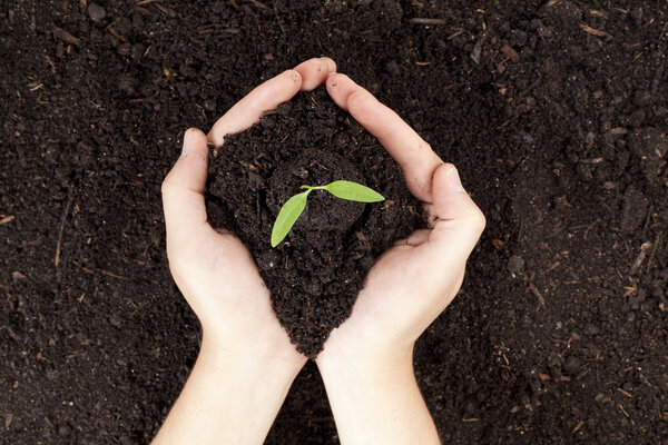 Рука держит маленькое растение
