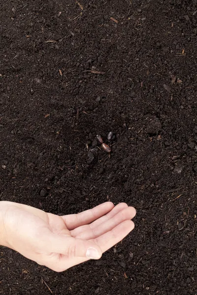 Una mano sembrando semillas en el suelo — Foto de Stock