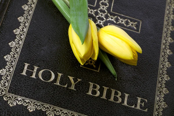 Yellow tulips with a bible — Stock Photo, Image