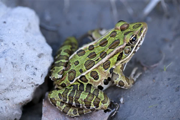 Leopardí žába na kámen — Stock fotografie