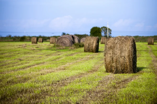 Hay bale in a field with clear sky in the background — Stock Photo, Image