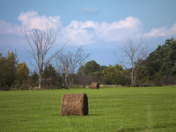 Hay bale in field — Stock Photo, Image