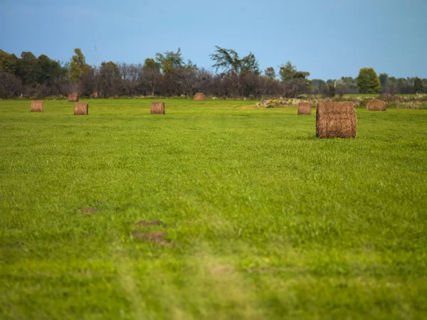 Campo de heno con cielo azul en el fondo —  Fotos de Stock