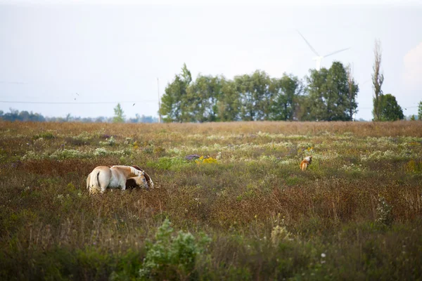 Häst som betar på fältet — Stockfoto