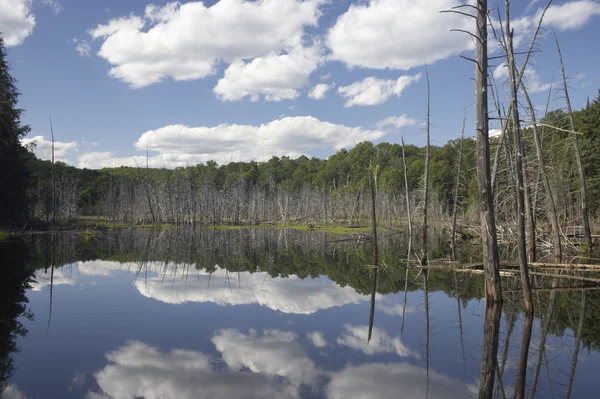 Floresta lago e céu — Fotografia de Stock