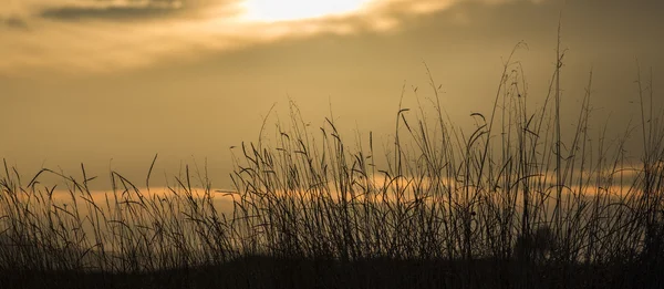 Grass in the filed of tuscany — Stock Photo, Image