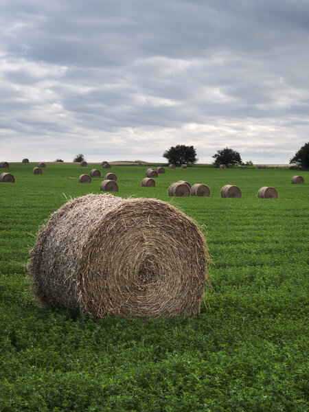 hay bales in field