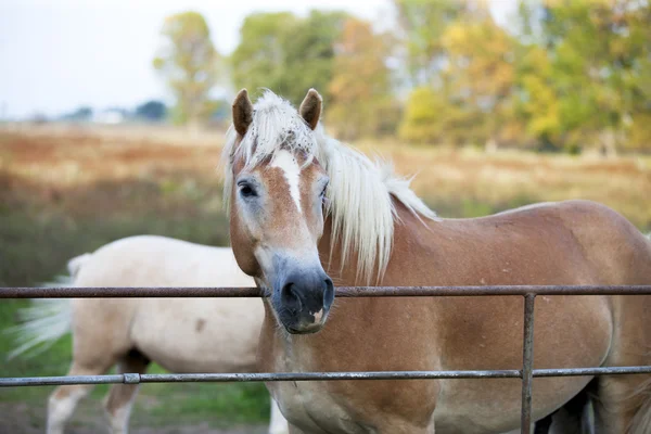 View of a horse by fence — Stock Photo, Image