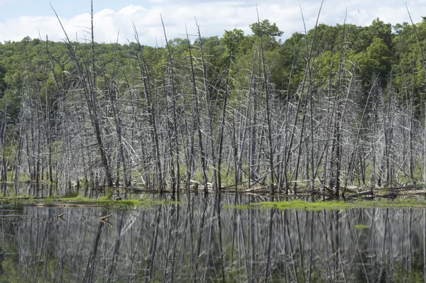 Lake trees — Stock Photo, Image