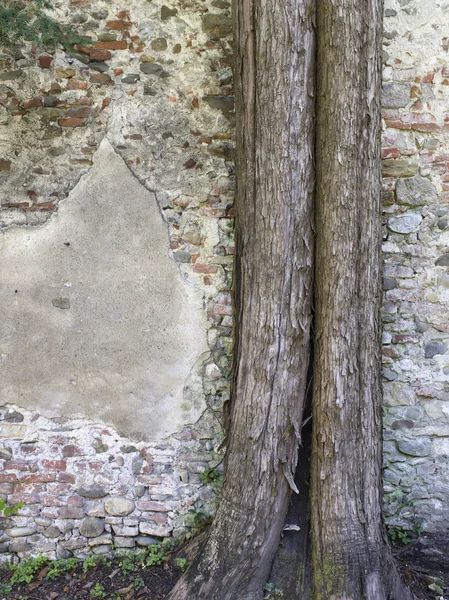 Muro di mattoni e albero — Foto Stock