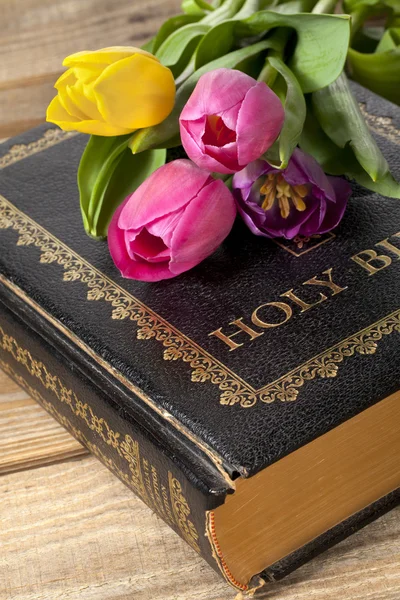 Tulipán rosa y amarillo en la Biblia — Foto de Stock