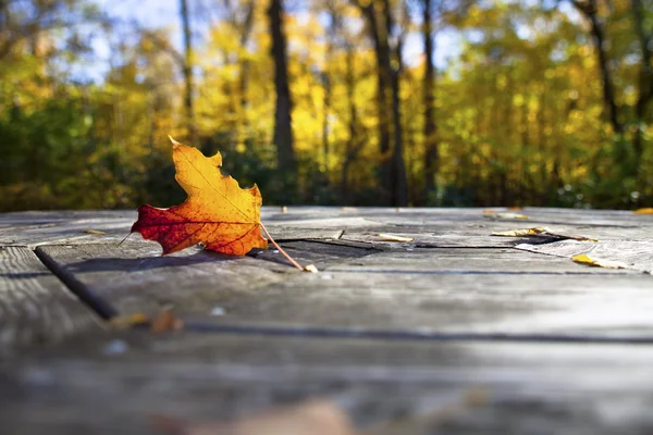Maple leaf on wooden plank — Stock Photo, Image