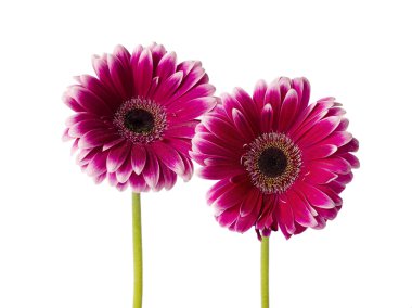 pembe papatyalar