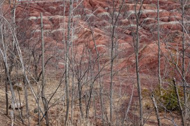 çıplak ağaçlar ve tepeler