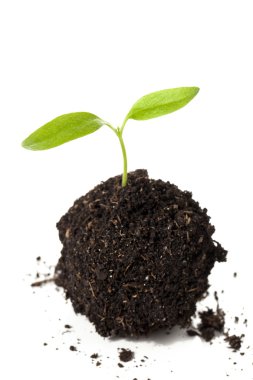 toprak üzerinde büyüyen bitkiler