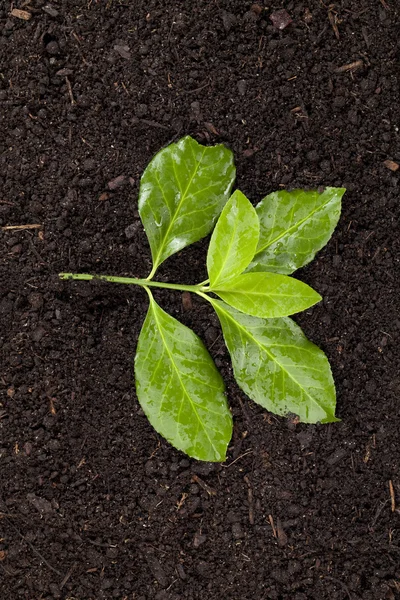 Planta en el suelo — Foto de Stock