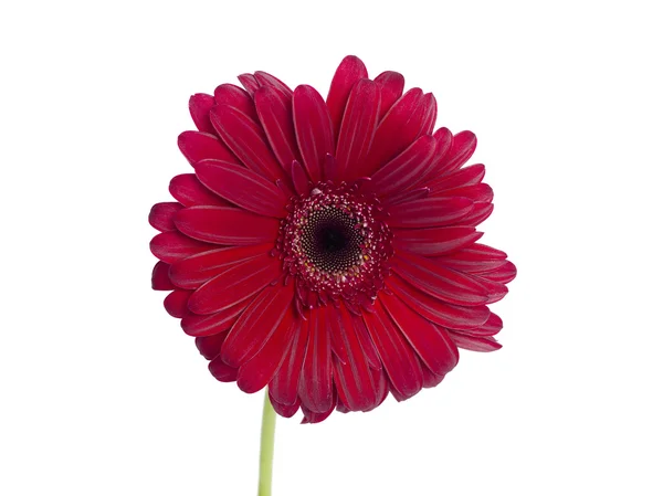 Červená chrysanthemum — Stock fotografie