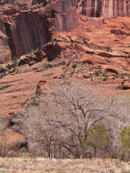 Bare trees with cliff in background — Stock Photo, Image