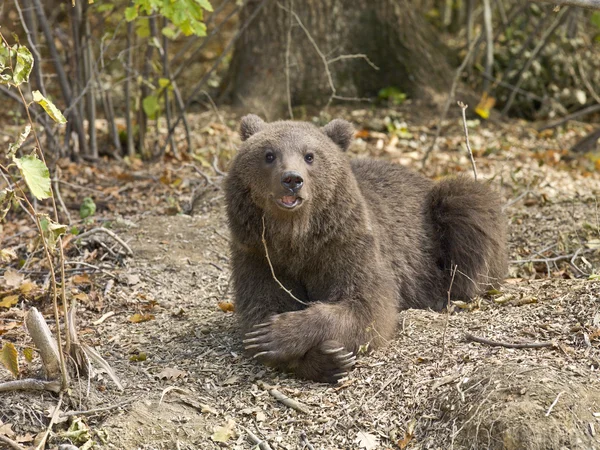 Resting grizzly bear — Stock Photo, Image