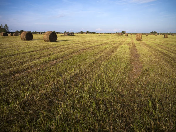 Hay field with blue sky in the background — Stock Photo, Image