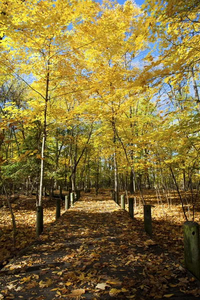 Pasarela con árboles de otoño — Foto de Stock