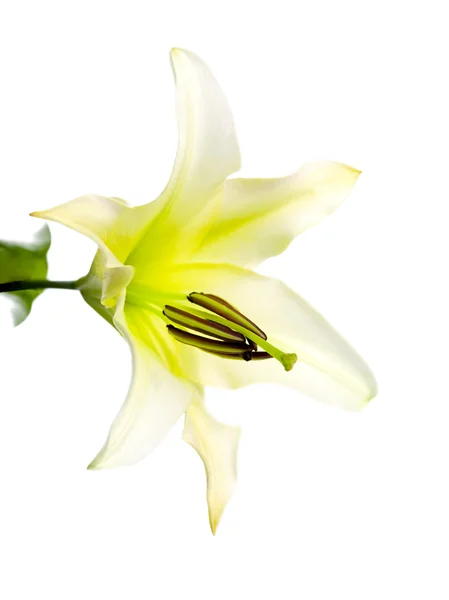 Macro immagine di un fiore di giglio — Foto Stock