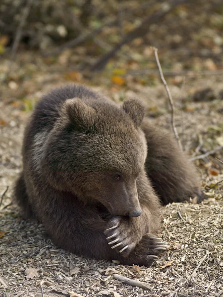 Wild bear in romania — Stockfoto