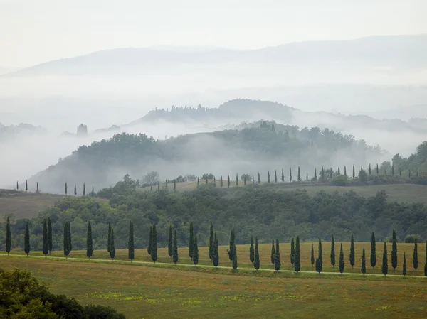 Árvores ciprestes da Toscana — Fotografia de Stock