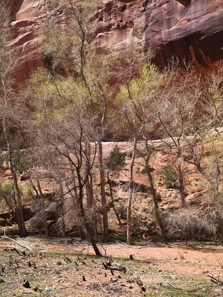 Ağaçlar ve cliff görünümü — Stok fotoğraf