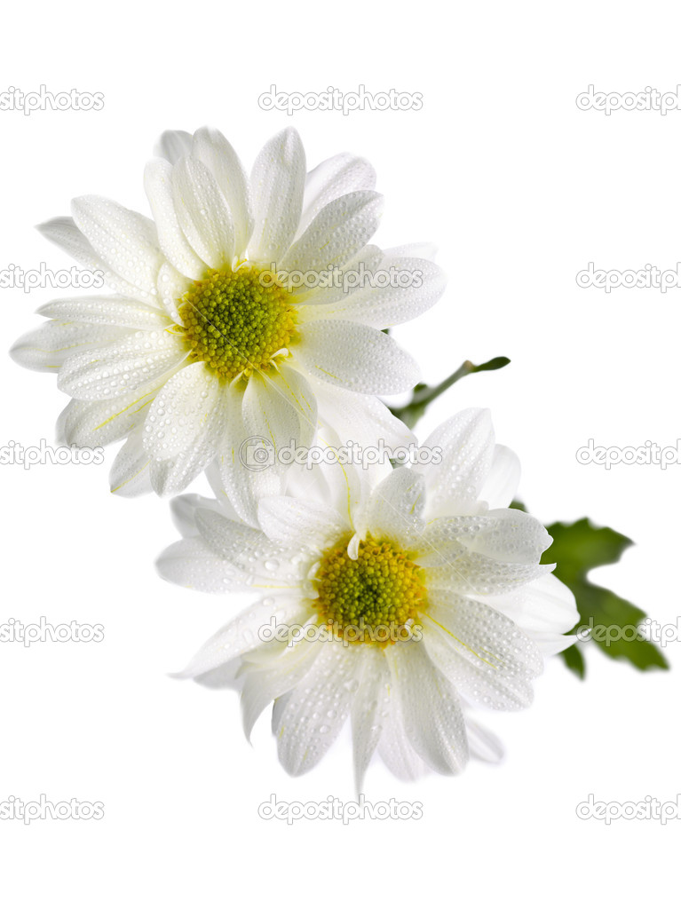 two white daisies against white