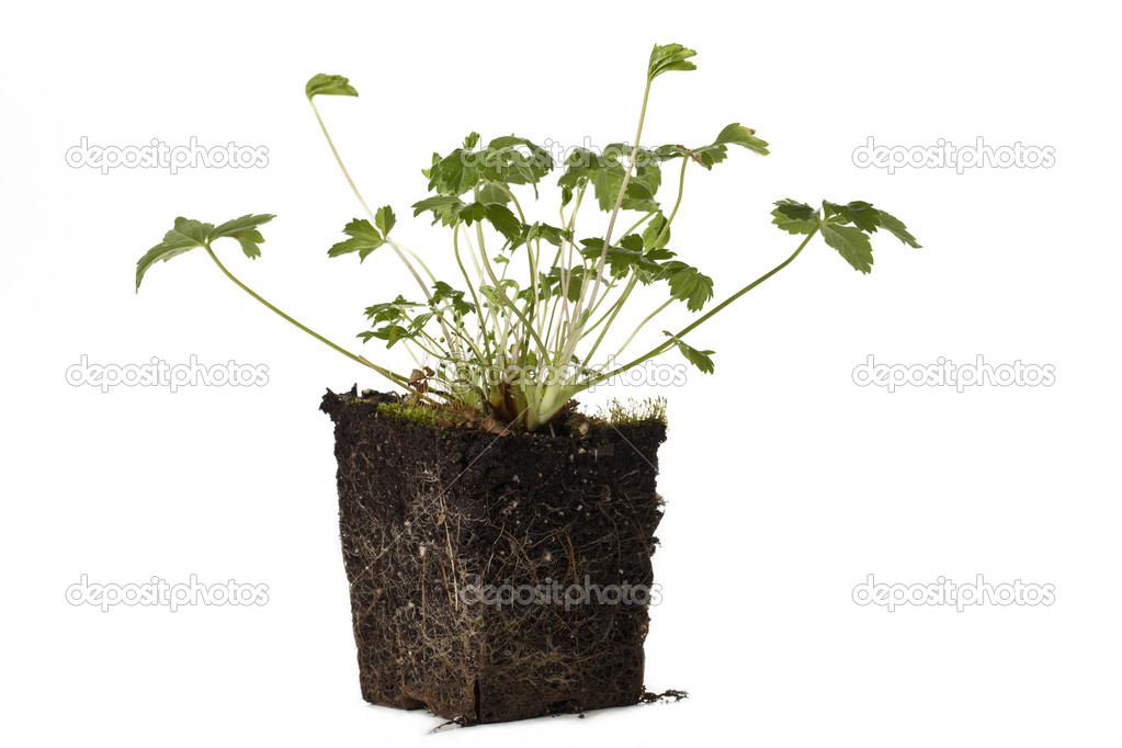 plant in block of soil