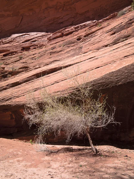 Cliff karşı çıplak ağaca — Stok fotoğraf