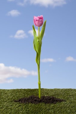 Pembe Lale mavi gökyüzü görüntü