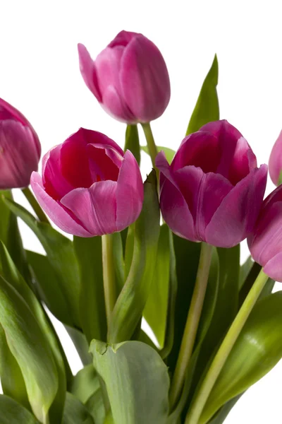 Roze tulpen — Stockfoto