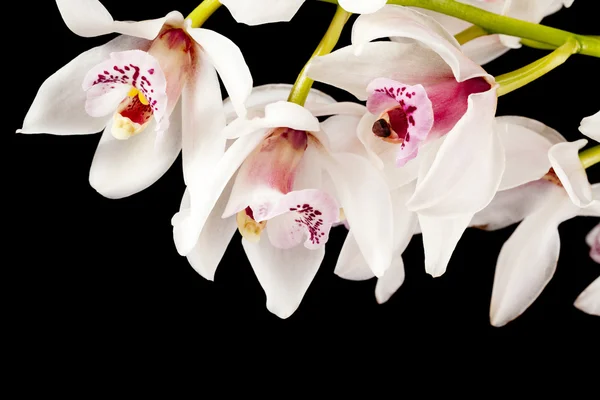ดอกไม้สีชมพูบนพื้นหลังมืด — ภาพถ่ายสต็อก
