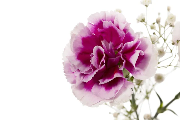 Pink flower against white background — Stock Photo, Image