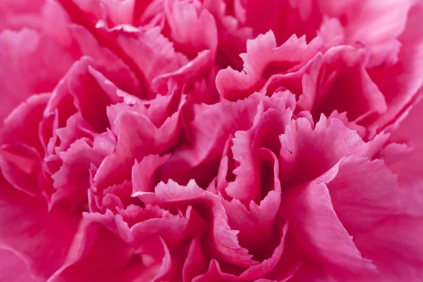 Clavel rosa flor —  Fotos de Stock
