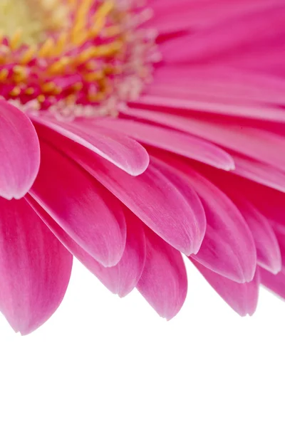 Imagem cortada de flor rosa — Fotografia de Stock