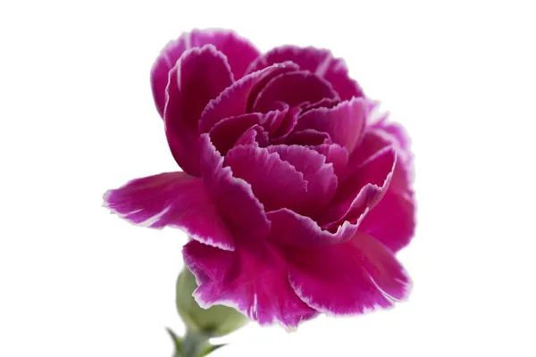 Közelkép kép egy rózsaszín virág — Stock Fotó
