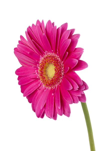 Pink flower on white — Stock Photo, Image