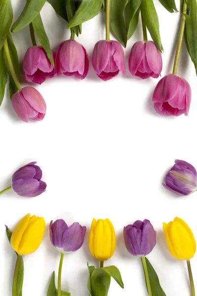 Assorted colorful tulips — Stock Photo, Image