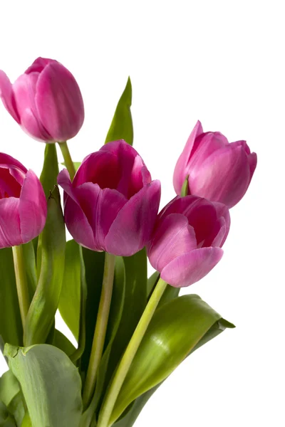 Bouquet of pink tulips close up — Stock Photo, Image