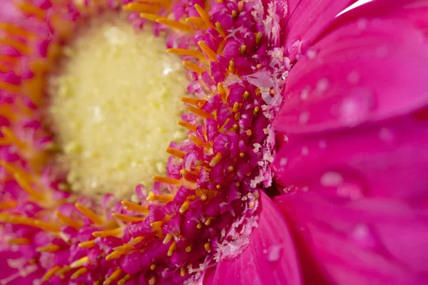 Primer plano de una Gerbera Daisy rosa —  Fotos de Stock