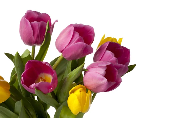 Close up van tulip toppen — Stockfoto