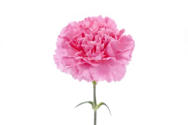 Gros plan d'une fleur rose — Photo