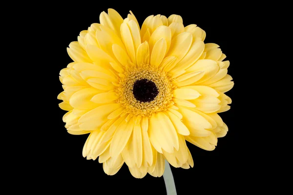 Close up image of yellow daisy — Stock Photo, Image